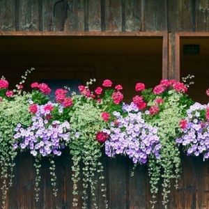 Meet your Posher, Lugmie